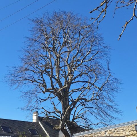 Les Jardins Mitou - Elagage Après