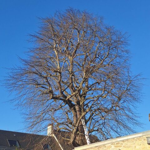 Les Jardins Mitou - Elagage Avant